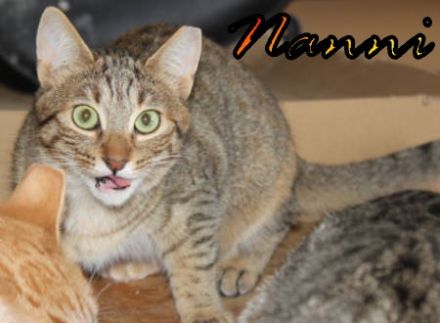 Vermittlungshilfe Gustav, Hans, Hanni und Nanni