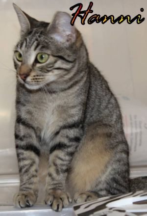 Vermittlungshilfe Gustav, Hans, Hanni und Nanni