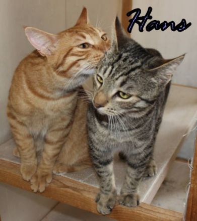 Vermittlungshilfe Gustav, Hans, Hanni und Nanni