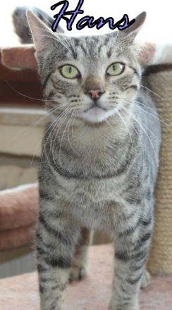 Vermittlungshilfe Gustav, Hans, Hanni und Nanni