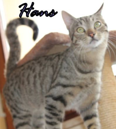 Vermittlungshilfe Gustav, Hans, Hanni und Nanni