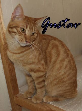 Vermittlungshilfe Gustav, Hans, Hanni und Nanni