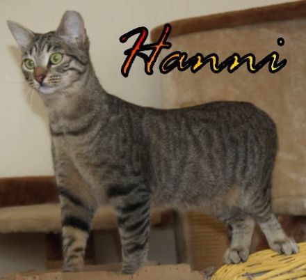 Vermittlungshilfe Gustav, Hans, Hanni und Nanni