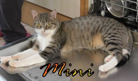 Vermittlungshilfe Mini