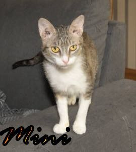 Vermittlungshilfe Mini