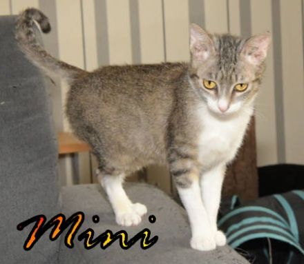 Vermittlungshilfe Mini