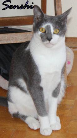 Vermittlungshilfe Senshi