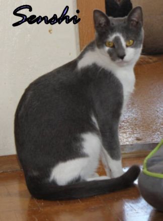 Vermittlungshilfe Senshi