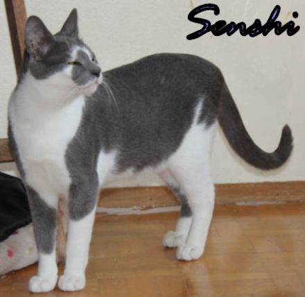 Vermittlungshilfe Senshi