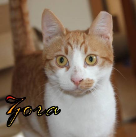 Vermittlungshilfe Zora