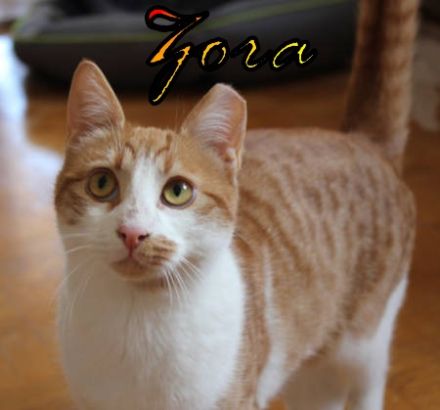 Vermittlungshilfe Zora