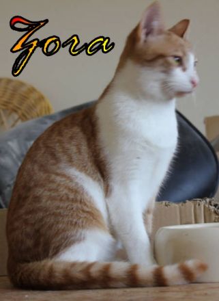 Vermittlungshilfe Zora