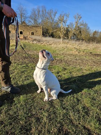 HILDE sucht ein für immer Zuhause!