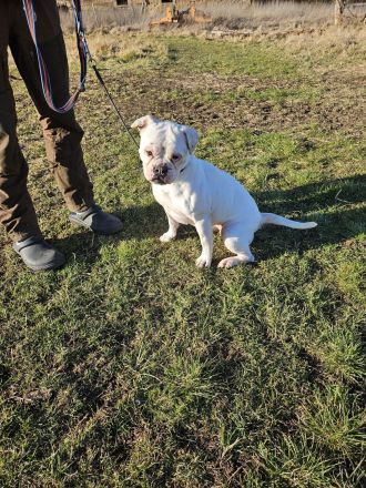 HILDE sucht ein für immer Zuhause!