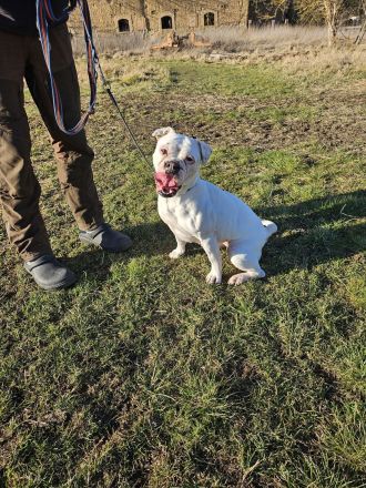 HILDE sucht ein für immer Zuhause!