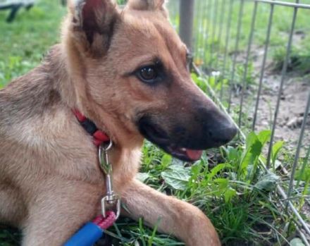 Unser freundlicher Jerry, mit dem traurigen Blick, sucht sein passendes Zuhause.