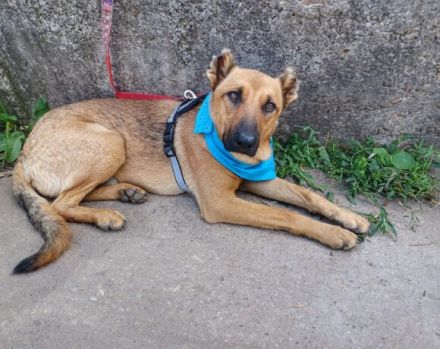 Unser freundlicher Jerry, mit dem traurigen Blick, sucht sein passendes Zuhause.