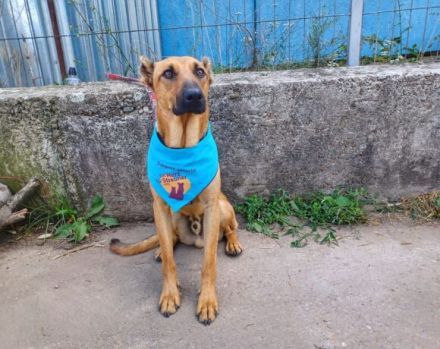 Unser freundlicher Jerry, mit dem traurigen Blick, sucht sein passendes Zuhause.