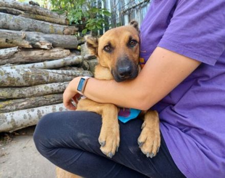 Unser freundlicher Jerry, mit dem traurigen Blick, sucht sein passendes Zuhause.