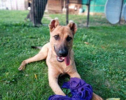 Unser freundlicher Jerry, mit dem traurigen Blick, sucht sein passendes Zuhause.