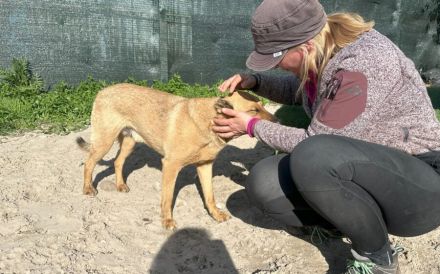Unser freundlicher Jerry, mit dem traurigen Blick, sucht sein passendes Zuhause.