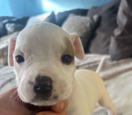 7 wunderbare welpen suchen ihr Zuhause