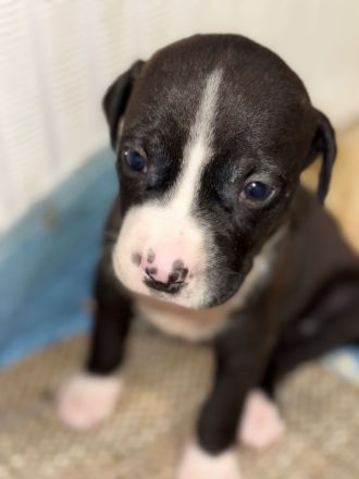 7 wunderbare welpen suchen ihr Zuhause