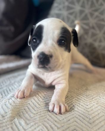 7 wunderbare welpen suchen ihr Zuhause