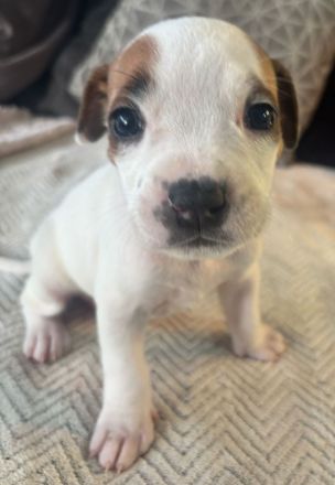 7 wunderbare welpen suchen ihr Zuhause