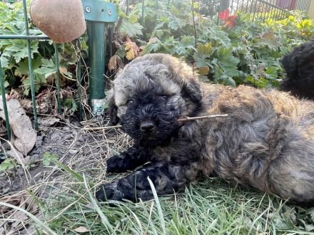 Puli Welpen aus anerkannter VDH-Zucht