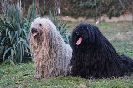 Puli Welpen aus anerkannter VDH-Zucht