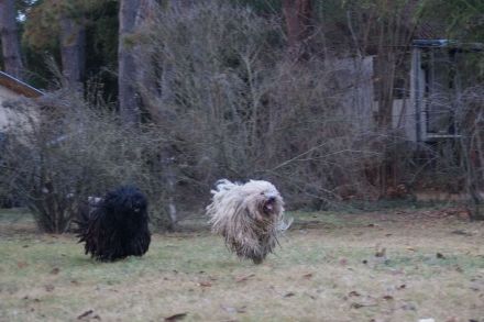 Puli Welpen aus anerkannter VDH-Zucht