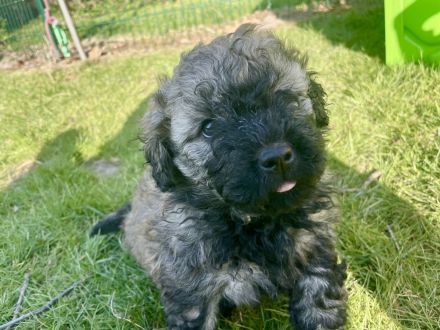 Puli Welpen aus anerkannter VDH-Zucht