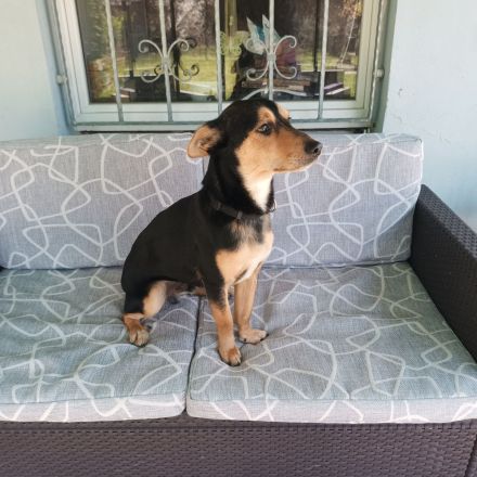 Jainer , verschmuster Mischlingsrüde 40 cm