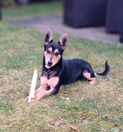 Jainer , verschmuster Mischlingsrüde 40 cm