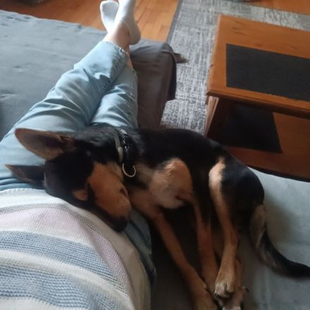 Jainer , verschmuster Mischlingsrüde 40 cm