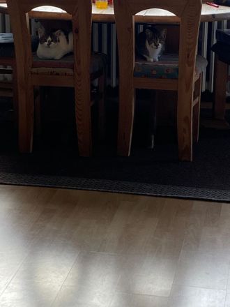 Zwei Liebevolle Katzen mit Zubehör abzugeben – 100€ VB