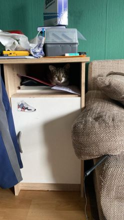 Zwei Liebevolle Katzen mit Zubehör abzugeben – 100€ VB