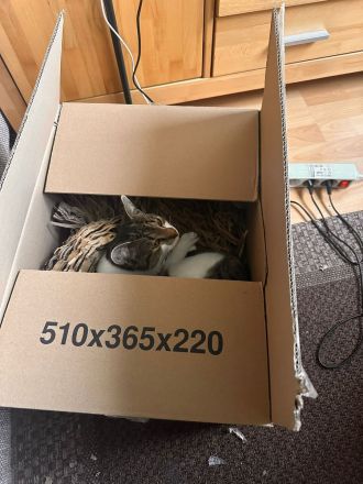 Zwei Liebevolle Katzen mit Zubehör abzugeben – 100€ VB