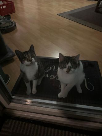 Zwei Liebevolle Katzen mit Zubehör abzugeben – 100€ VB