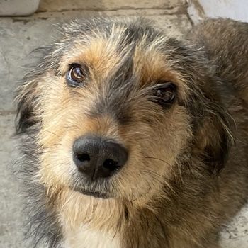 Flóki, geb. ca. 11/2023, lebt in GRIECHENLAND, auf einer privaten Pflegestelle