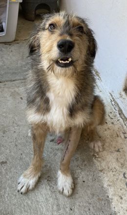 Flóki, geb. ca. 11/2023, lebt in GRIECHENLAND, auf einer privaten Pflegestelle