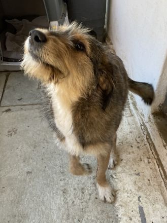 Flóki, geb. ca. 11/2023, lebt in GRIECHENLAND, auf einer privaten Pflegestelle