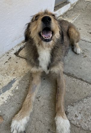 Flóki, geb. ca. 11/2023, lebt in GRIECHENLAND, auf einer privaten Pflegestelle