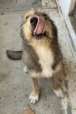 Flóki, geb. ca. 11/2023, lebt in GRIECHENLAND, auf einer privaten Pflegestelle