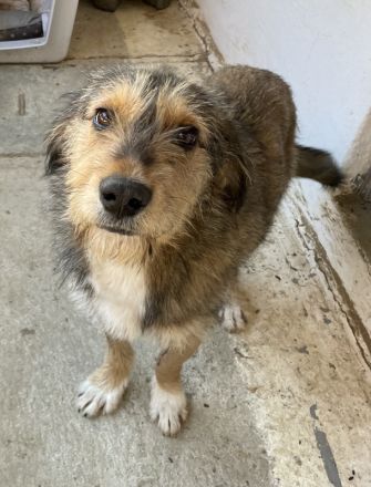 Flóki, geb. ca. 11/2023, lebt in GRIECHENLAND, auf einer privaten Pflegestelle