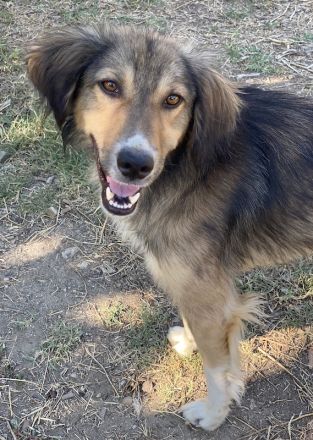 Loris, geb. ca. 11/2023, lebt in GRIECHENLAND, auf einer privaten Pflegestelle