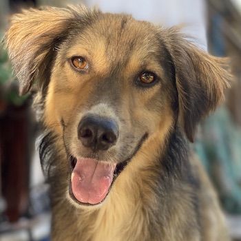 Loris, geb. ca. 11/2023, lebt in GRIECHENLAND, auf einer privaten Pflegestelle