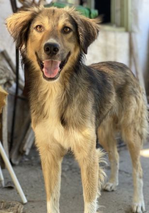 Loris, geb. ca. 11/2023, lebt in GRIECHENLAND, auf einer privaten Pflegestelle