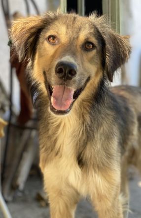 Loris, geb. ca. 11/2023, lebt in GRIECHENLAND, auf einer privaten Pflegestelle